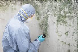 Best Emergency Mold Remediation  in Rolling Hills Estates, CA